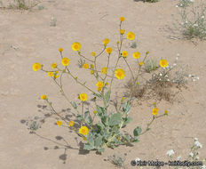 Plancia ëd Geraea canescens Torr. & A. Gray