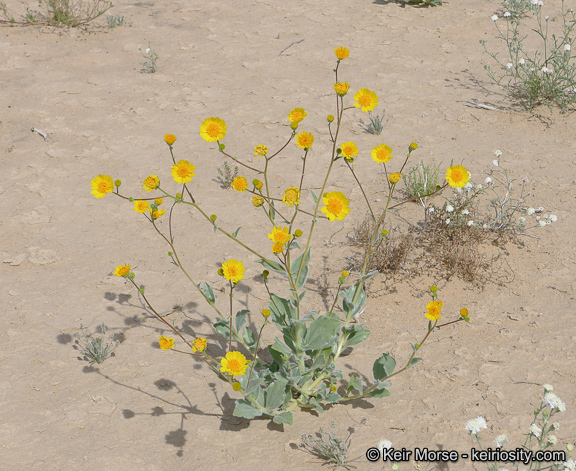 Geraea canescens Torr. & A. Gray的圖片