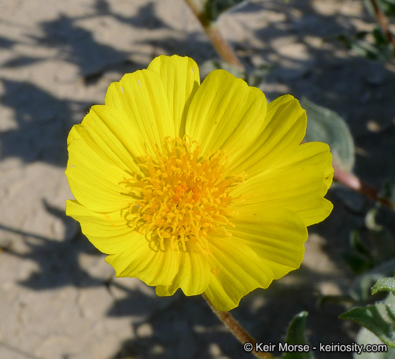 Plancia ëd Geraea canescens Torr. & A. Gray