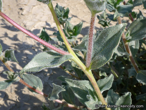 Image de Geraea canescens Torr. & A. Gray