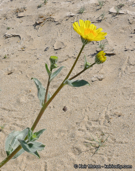 Plancia ëd Geraea canescens Torr. & A. Gray