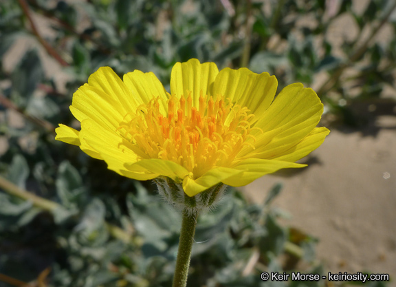 Plancia ëd Geraea canescens Torr. & A. Gray