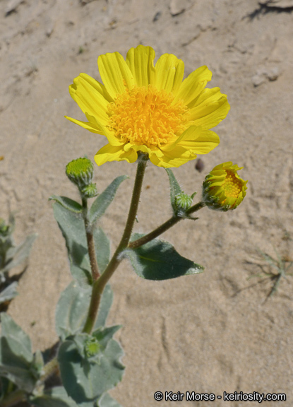 Geraea canescens Torr. & A. Gray的圖片