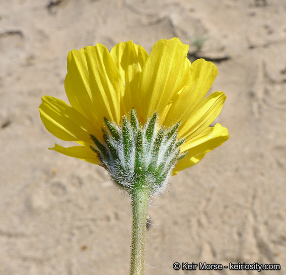 Plancia ëd Geraea canescens Torr. & A. Gray