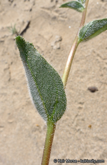 Plancia ëd Geraea canescens Torr. & A. Gray