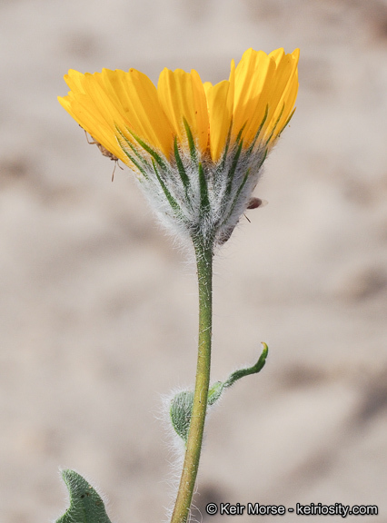 Plancia ëd Geraea canescens Torr. & A. Gray