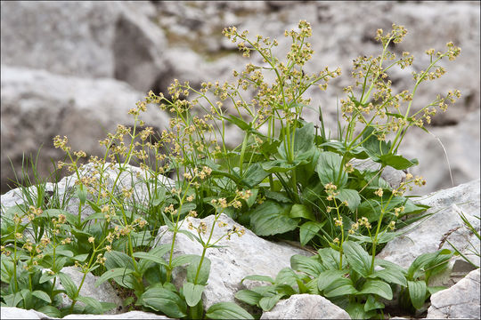 Image de Valeriana elongata Jacq.