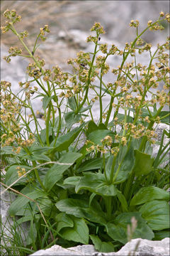 Image de Valeriana elongata Jacq.