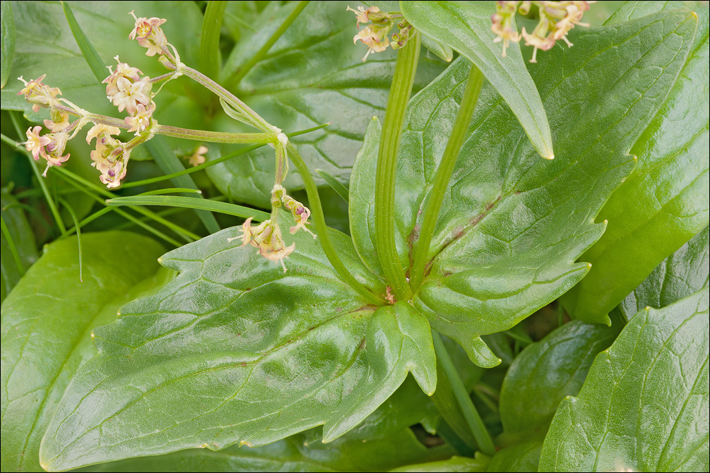 Image of Valeriana elongata Jacq.