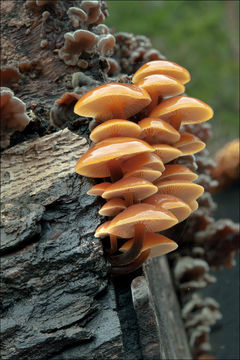 Plancia ëd Flammulina velutipes (Curtis) Singer 1951