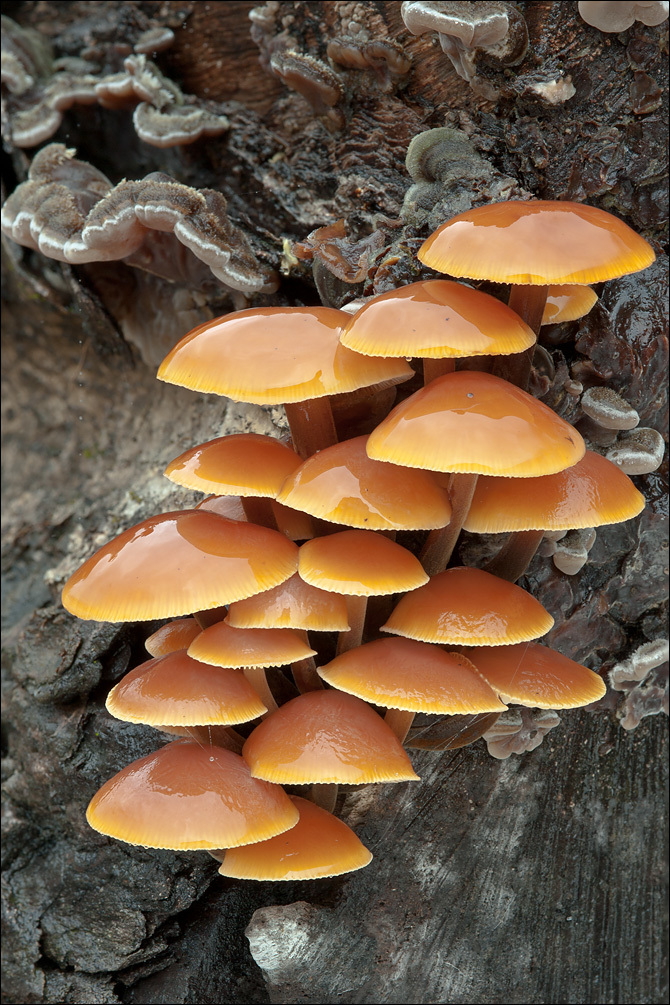 Plancia ëd Flammulina velutipes (Curtis) Singer 1951