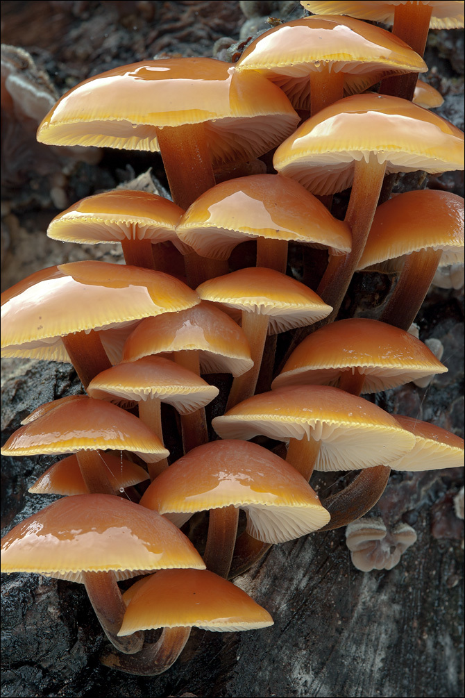 Plancia ëd Flammulina velutipes (Curtis) Singer 1951