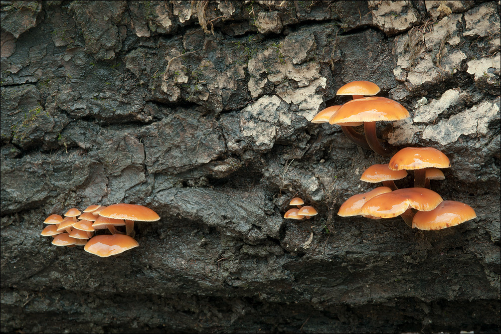 Plancia ëd Flammulina velutipes (Curtis) Singer 1951