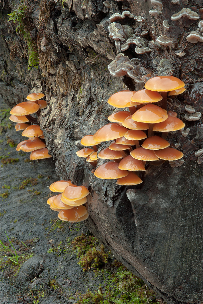 Plancia ëd Flammulina velutipes (Curtis) Singer 1951