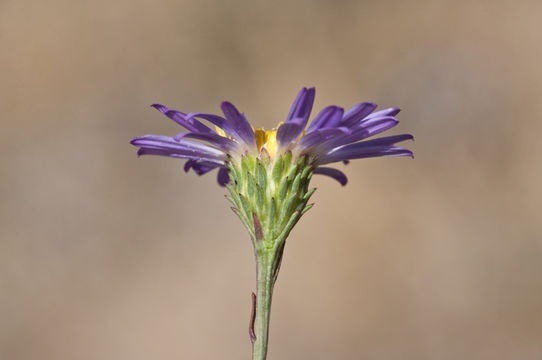 Image of larger western mountain aster