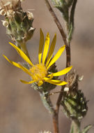 Image of clustered goldenweed