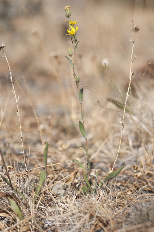 Image of clustered goldenweed