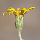 Image of clustered goldenweed