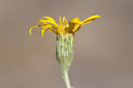 Image of clustered goldenweed