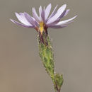 Image of slenderstem lessingia