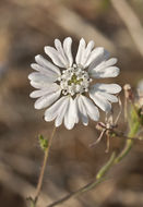 Image of hayfield tarweed