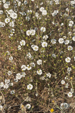 Image of hayfield tarweed