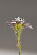 Image of hayfield tarweed