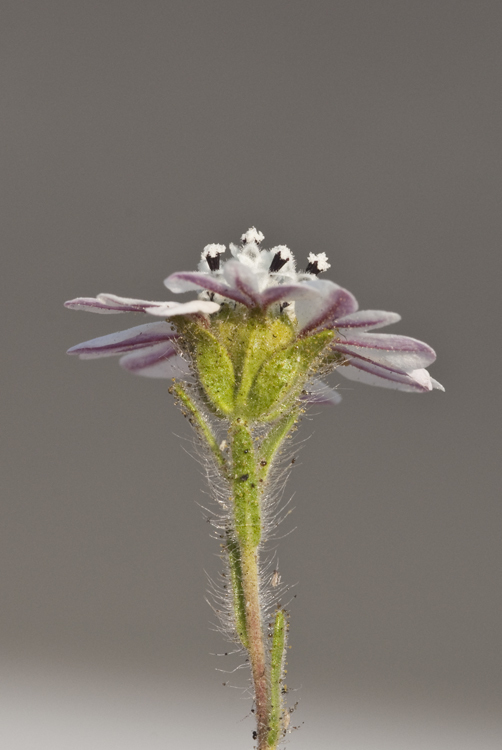 Image of hayfield tarweed