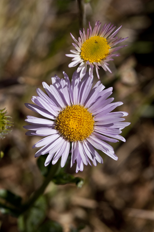 Image de Erigeron aliceae Howell