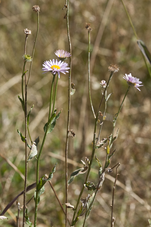 Image de Erigeron aliceae Howell