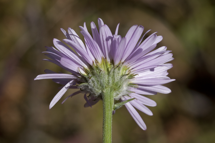 Image de Erigeron aliceae Howell