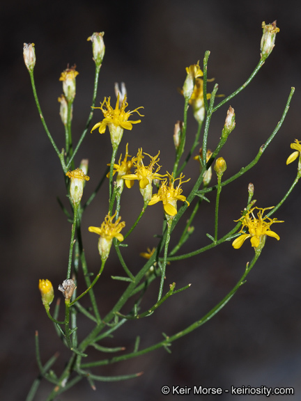 Image of broom snakeweed