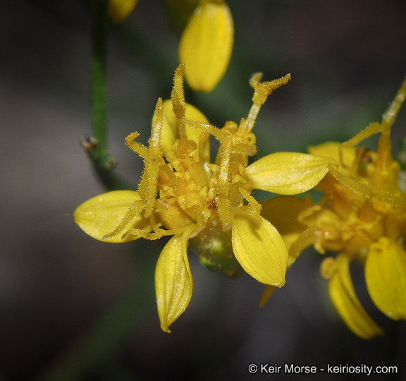 Image of broom snakeweed