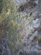 Image of broom snakeweed