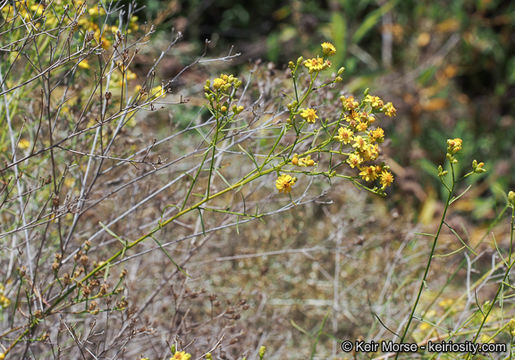 Image of San Joaquin snakeweed