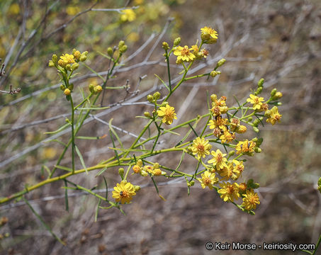 Image of San Joaquin snakeweed