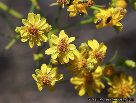 Image of San Joaquin snakeweed