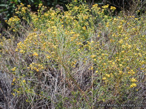 Image of San Joaquin snakeweed