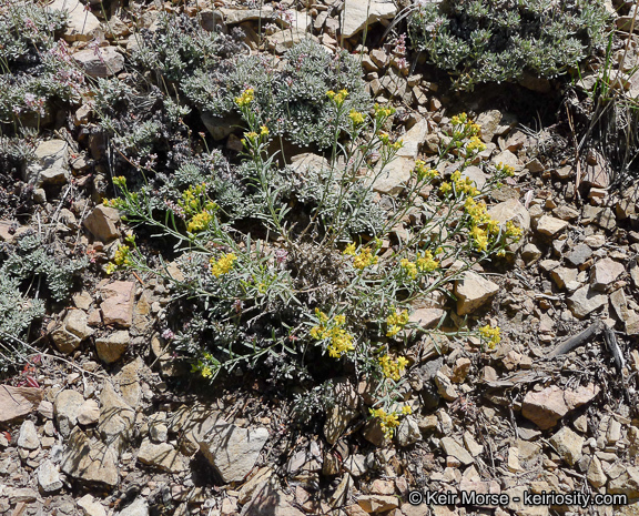 Image of broom snakeweed