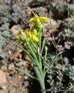 Image of broom snakeweed