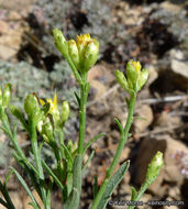 Image of broom snakeweed