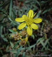 Image of broom snakeweed