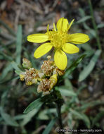 Image of broom snakeweed