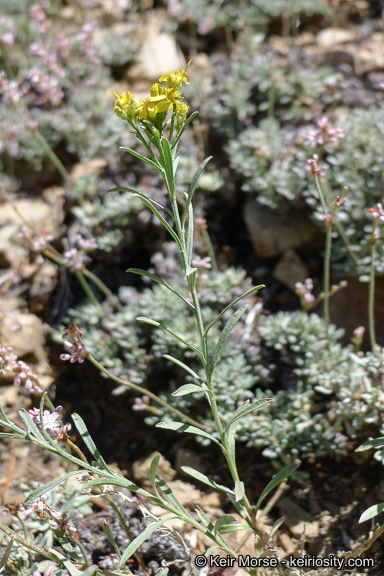 Image of broom snakeweed