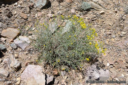 Image of broom snakeweed