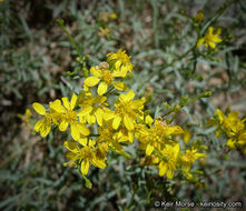 Image of broom snakeweed