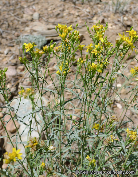 Image of broom snakeweed