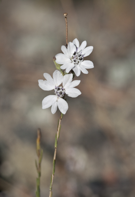 Слика од Blepharipappus scaber Hook.