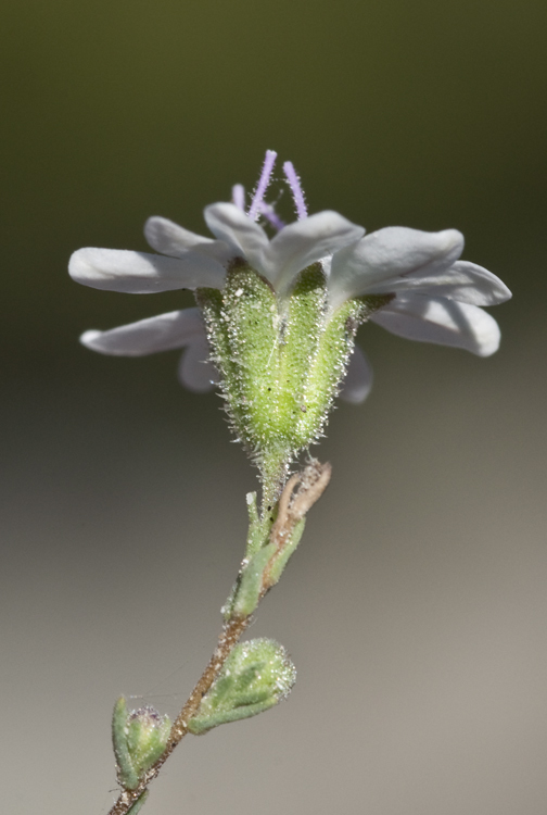 Imagem de Blepharipappus scaber Hook.