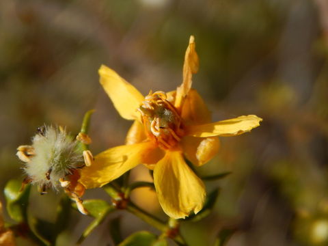 Image of creosote bush